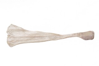 cottonwedge
